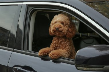 Siyah arabadaki şirin köpek, dışarıdan görünüyor.