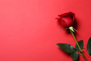 Kırmızı arka planda güzel bir gül, üst manzara. Metin için boşluk