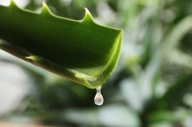 Yapraktan damlayan aloe vera jeli bulanık arka planda, yakın plan. Metin için boşluk