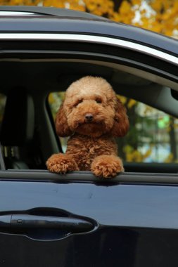 Siyah arabadaki şirin köpek, dışarıdan görünüyor.
