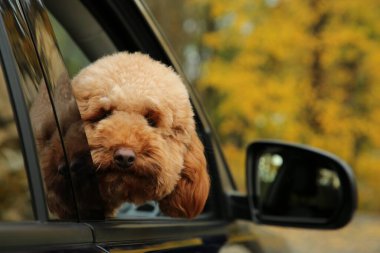 Siyah arabanın içindeki sevimli köpek, dışarıdan manzaralı. Metin için boşluk