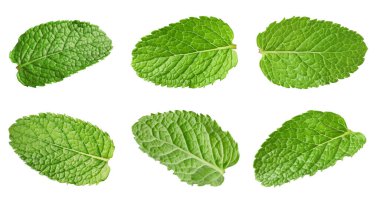 Birçok taze nane yaprağı beyaz üzerine izole edilmiş.