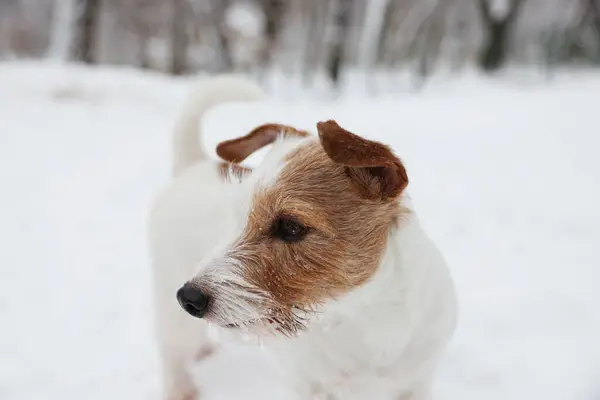 Carino Jack Russell Terrier Sulla Neve All Aperto Primo Piano — Foto Stock