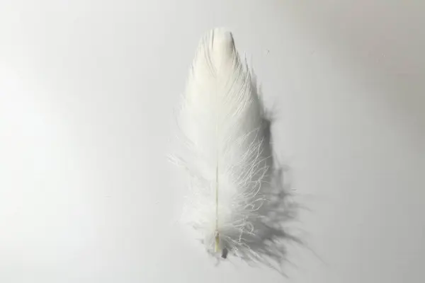 浅色背景上蓬松的白色羽毛 顶视图 — 图库照片