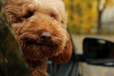 Siyah arabanın içindeki sevimli köpek, dışarıdan manzaralı. Metin için boşluk