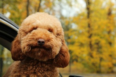 Siyah arabanın içindeki sevimli köpek, dışarıdan manzaralı. Metin için boşluk