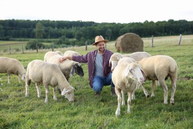 Çiftlikte koyun otlatan gülümseyen adam