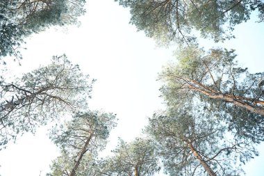 Kozalaklı ağaç dalları arasından gökyüzüne güzel bir manzara