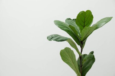 Fiddle Fig ya da Ficus Lyrata bitkisinin yeşil yaprakları var. Metin için boşluk