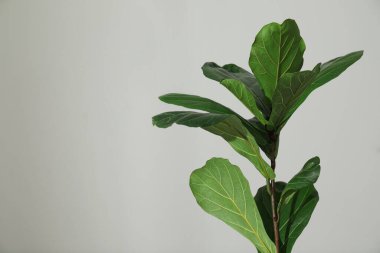 Açık gri arka planda yeşil yapraklı Ficus Lyrata bitkisi. Metin için boşluk