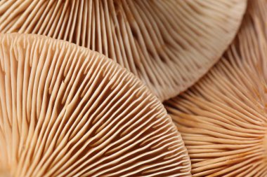 Arka plan olarak çiğ orman mantarları, makro görünüm