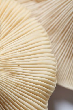 Beyaz arka planda çiğ orman mantarları, makro görünüm