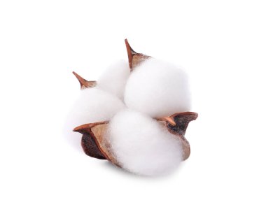 Bir pofuduk pamuk çiçeği beyaza izole edilmiş