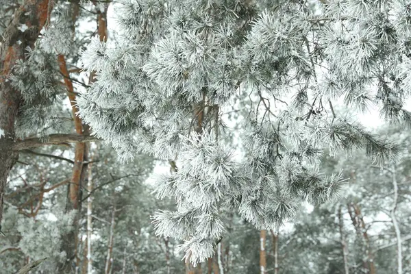 Frosty coniferous tree branches outdoors. Winter season