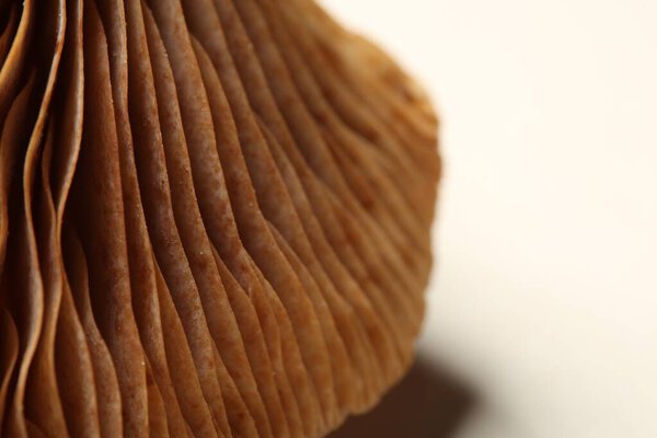 Сырые лесные грибы на бежевом фоне, макро вид. Пространство для текста