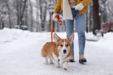 Karlı parkta sevimli Pembroke Galli Corgi köpeğiyle yürüyen bir kadın, yakın plan.