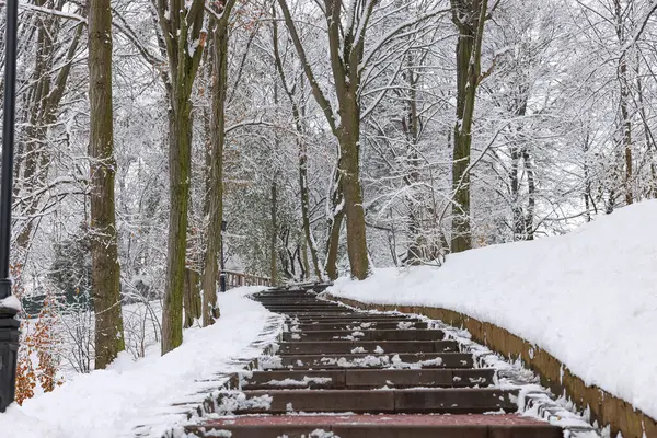 Beautiful trees covered with snow and stairs in winter park