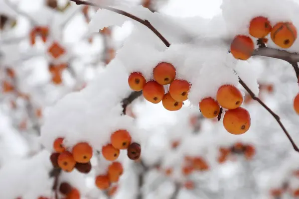Rowan Tree Branches Berries Covered Snow Outdoors Closeup — Stock Photo, Image