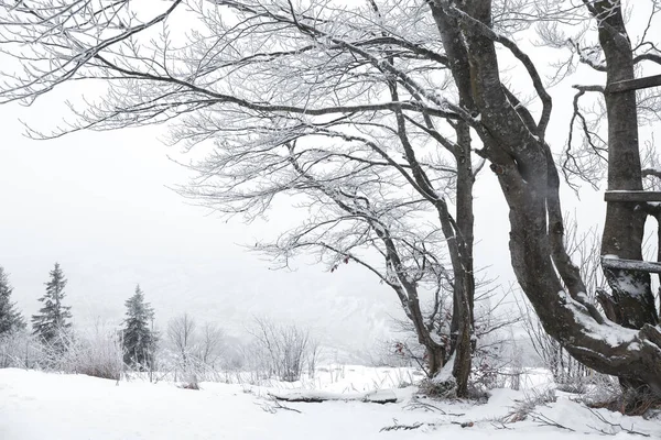 겨울의 눈으로 나무와 식물의 — 스톡 사진