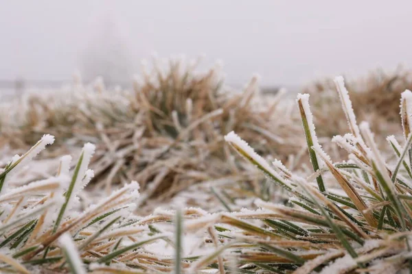 Grass blades covered with snow outdoors on winter day, closeup