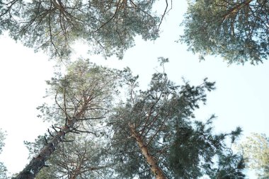 Kozalaklı ağaç dalları arasından gökyüzüne güzel bir manzara