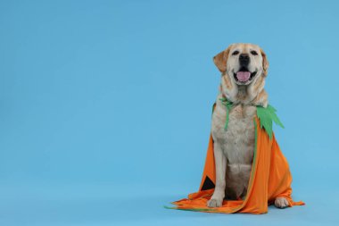 Açık mavi arka planda Cadılar Bayramı kostümlü şirin Labrador Retriever köpeği. Metin için boşluk