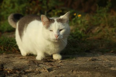 Açık havada yerde oturan sevimli sokak kedisi, mesaj için yer var.