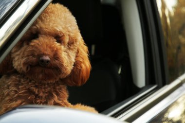 Siyah arabanın içindeki sevimli köpek, dışarıdan görünüyor.