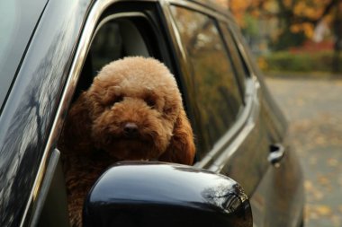 Siyah arabanın içindeki sevimli köpek, dışarıdan manzaralı. Metin için boşluk