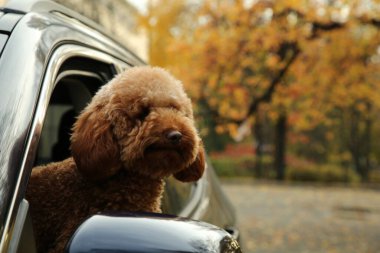 Siyah arabanın içindeki sevimli köpek, dışarıdan manzaralı. Metin için boşluk