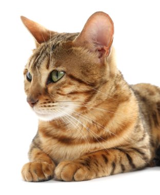 Beyaz arka planda sevimli Bengal kedisi. Sevimli hayvan.