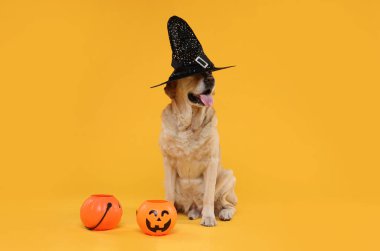 Büyücü şapkalı şirin Labrador Retriever köpeği turuncu arka planda Cadılar Bayramı kovaları