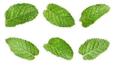 Birçok taze nane yaprağı beyaz üzerine izole edilmiş.