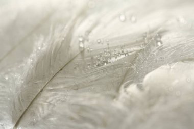 Arka planda su damlaları olan tüylü beyaz tüyler, yakın plan