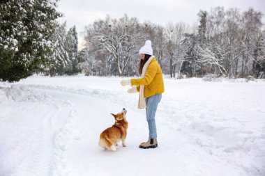 Kadın ve tapılası Pembroke Galli Corgi köpeği karlı parkta topla oynuyor.