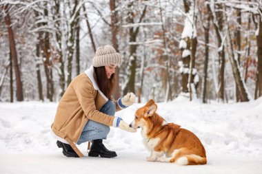 Parkta sevimli Pembroke Galli Corgi köpeği olan bir kadın.