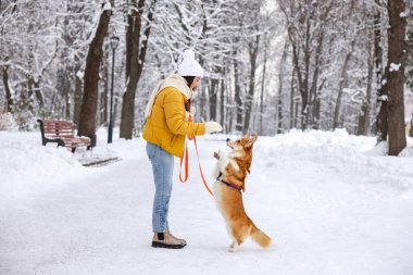 Parkta sevimli Pembroke Galli Corgi köpeği olan bir kadın.