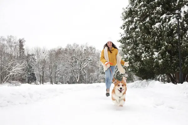 Güzel Pembroke Galli Corgi köpeği olan bir kadın karlı parkta koşuyor.