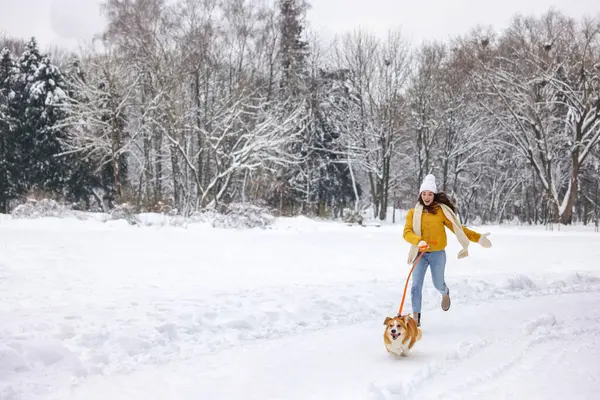 Woman Adorable Pembroke Welsh Corgi Dog Running Snowy Park Space Royalty Free Stock Images