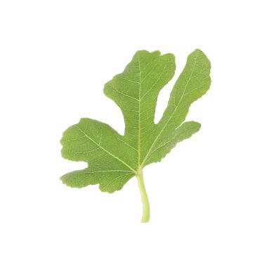 Beyaz arka planda bir yeşil incir ağacı yaprağı