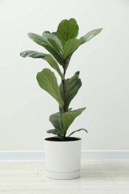 Beyaz duvarın yanında yeşil yapraklı Ficus Lyrata bitkisi veya Fiddle Fig.