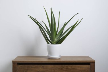 Yeşil aloe vera çömlek içinde, tahta masada, beyaz duvarın yanında.