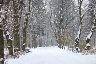 kar kış Park ile kaplı ağaçlar