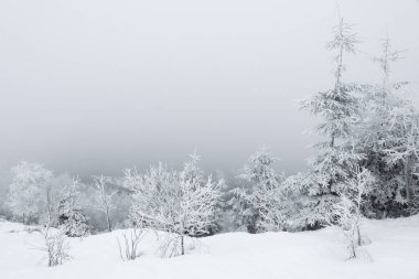 Dağlarda karla kaplı ağaçların ve sislerin resimli görüntüsü