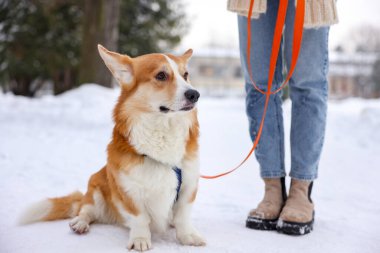 Kar parkında sevimli Pembroke Galli Corgi köpeği olan kadın, yakın plan.