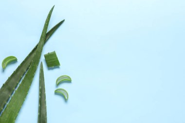 Açık mavi arka planda aloe vera yaprakları kes, düz yat. Metin için boşluk