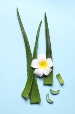 Açık mavi zemin üzerinde aloe vera yaprakları ve plumeria çiçeği kes, düz uzan