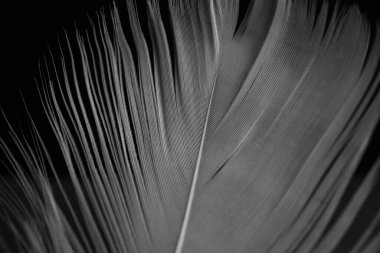 Siyah arkaplanda tüylü beyaz tüy, yakın plan