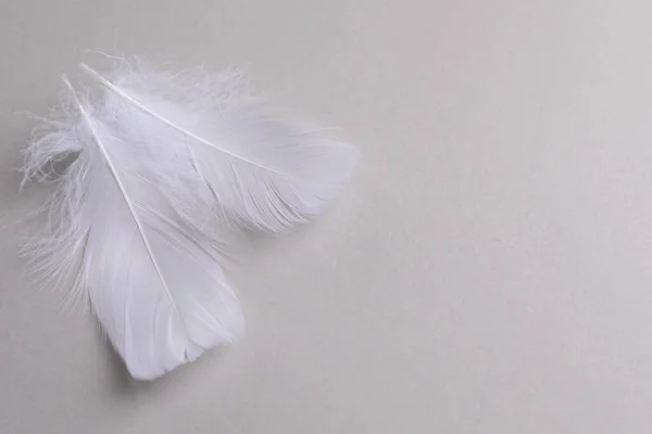 绒毛白色的羽毛在浅灰的背景上 平坦平整 案文的篇幅 — 图库照片