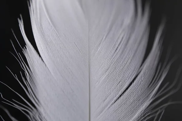 Fluffy white feather on black background, closeup